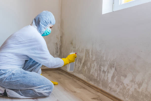 Licensed Black Mold Remediation service in Blackwood, NJ - Mold Remediation HQ