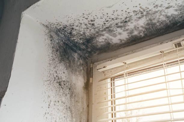 Affordable Black Mold Remediation solutions in Blackwood, NJ